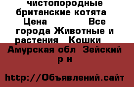 чистопородные британские котята › Цена ­ 10 000 - Все города Животные и растения » Кошки   . Амурская обл.,Зейский р-н